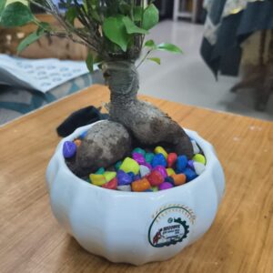 Ficus bonsai in white 8 " pot